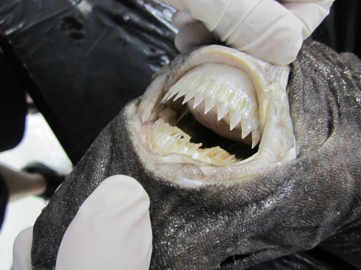 cookie cutter shark's sharp teeth