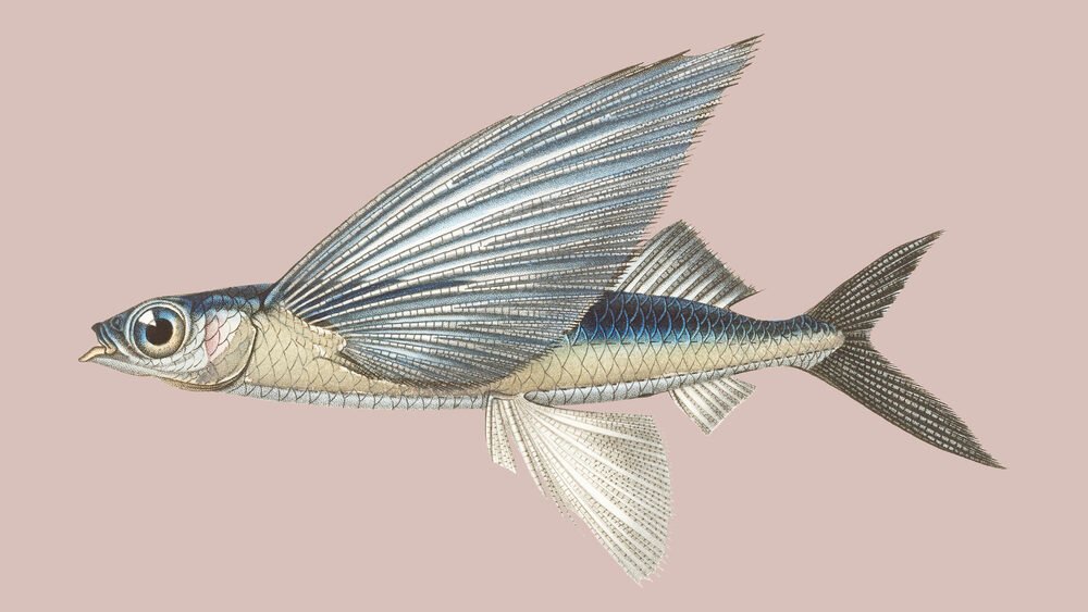 Flying Fish Facts, Habitat, Classification & FAQ