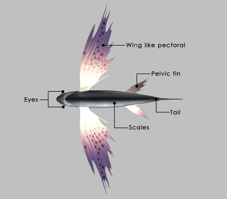 Flying Fish Facts, Habitat, Classification & FAQ