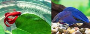 Can Female Betta Fish Get Pregnant and Lay Eggs Without a Male?