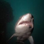 Tiger shark with mouth open