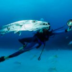 diver swimming with a barracuda