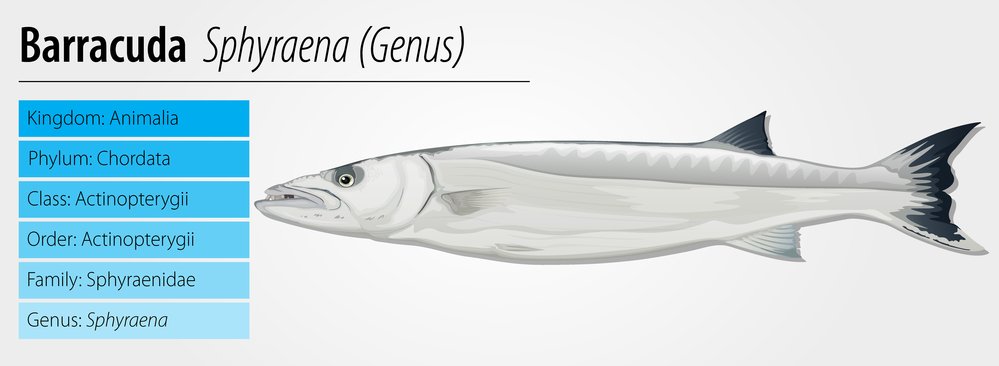 Barracuda Sphyraena genus