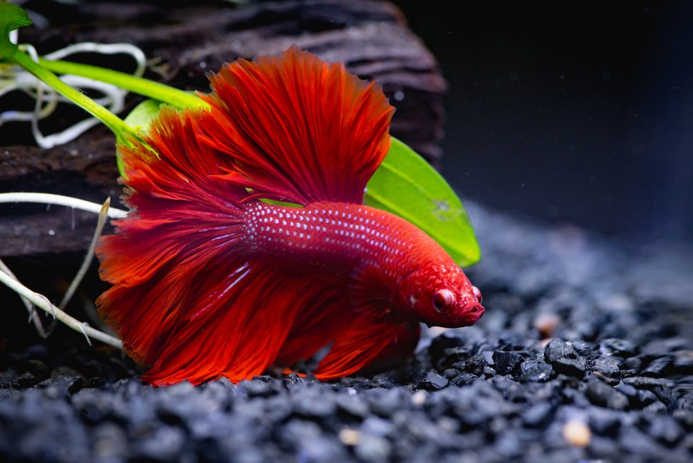 betta fish laying on the bottom of the fish tank