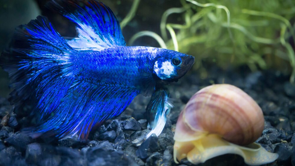 blue half moon Siamese fighting fish in a fish tank with a snail