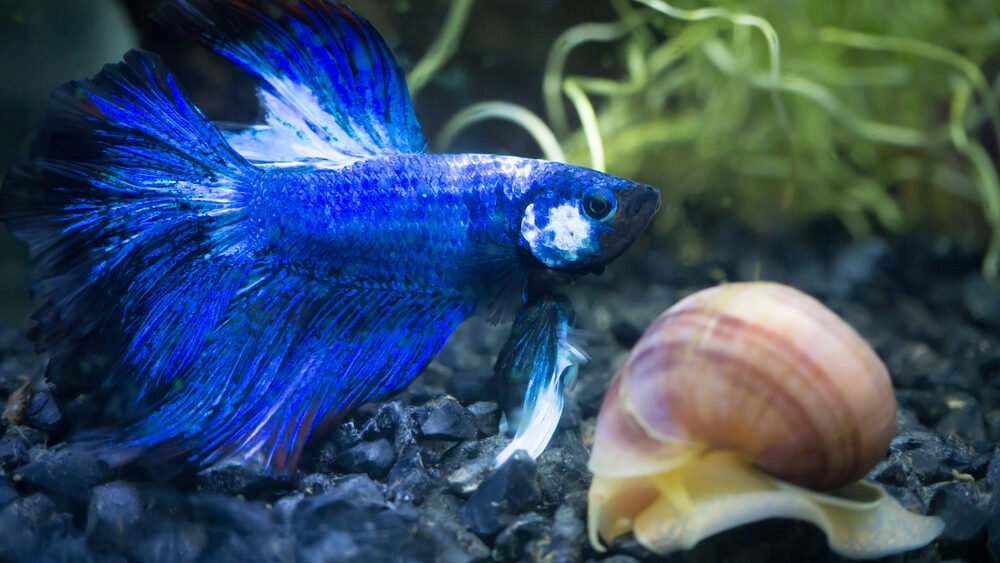 blue half moon Siamese fighting fish in a fish tank with a snail