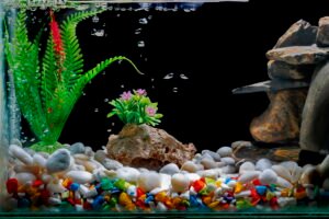 Betta Fish Tank Temperature: Can Betta Fish Live in Cold Water?