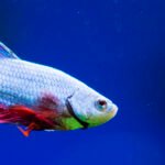 Can betta fish eat plant-based foods, like lettuce or peas?