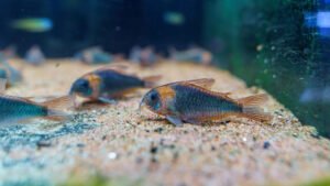 Why Does My Fish Lay at the Bottom of the Tank? Causes & Solutions