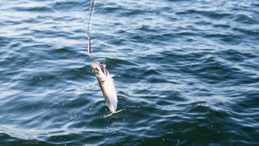 fishing with lure