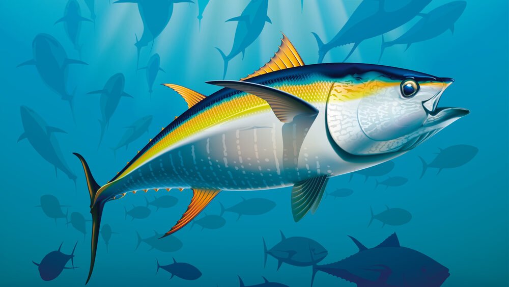 Best gear to fish Longtail Tuna, (Thunnus Tonggol)