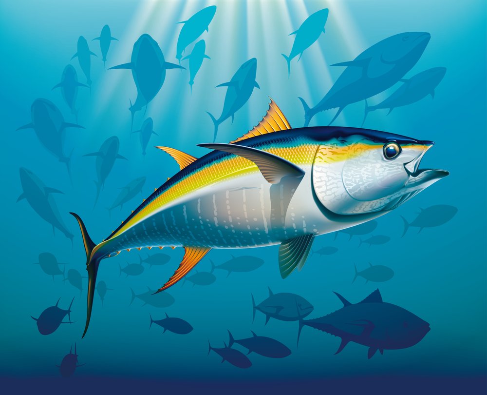 Yellowfin Tuna: 9 Amazing Fun Facts, Habitat And FAQ