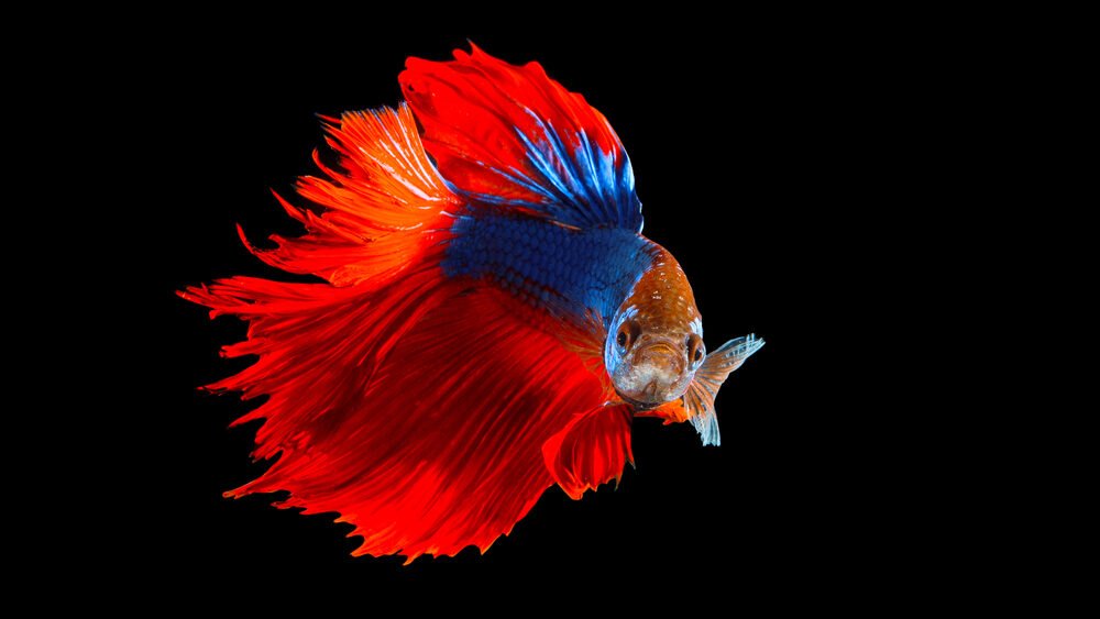 How much should you feed a betta fish