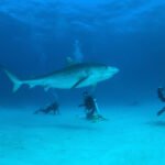 tiger shark and human divers