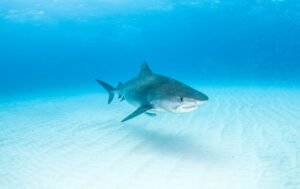 Tiger Shark (Galeocerdo Cuvier) Fun Facts, Habitat & FAQ
