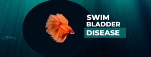 How to Treat Swim Bladder Disease in Betta Fish (+ Symptoms & Causes)