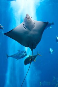 Giant manta ray floating underwater