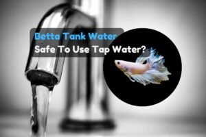 can you use tap water for betta fish