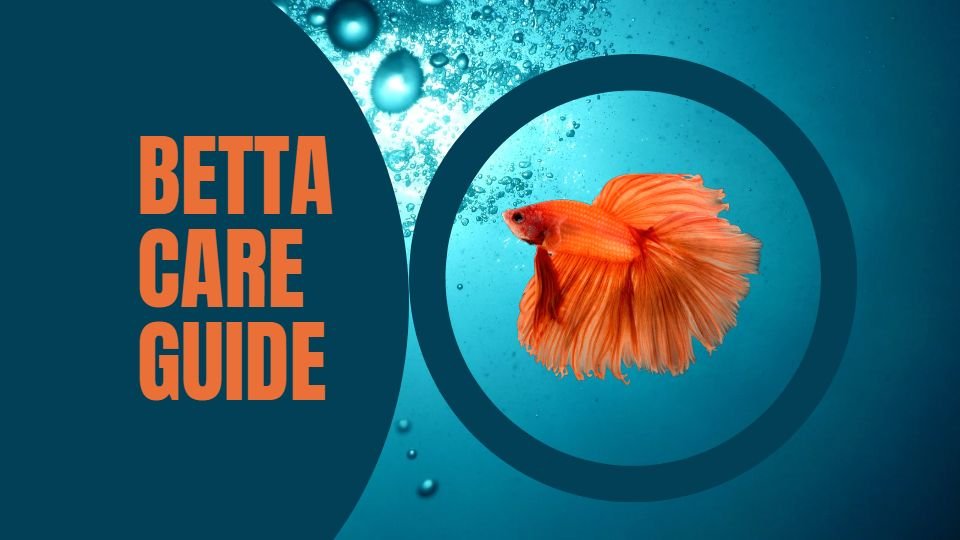 Betta care guide featured