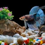 Can betta fish eat flakes designed for other types of fish?