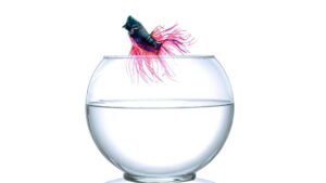 siamese fighting fish jumping in a fish bowl
