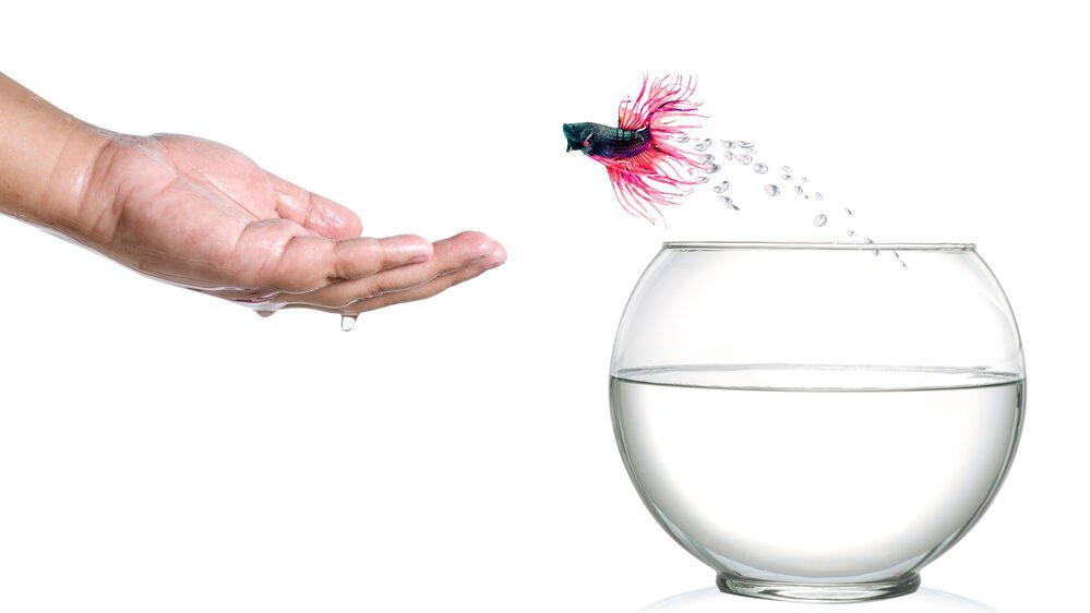 Siamese fighting fish jumping out of fishbowl and into human palm