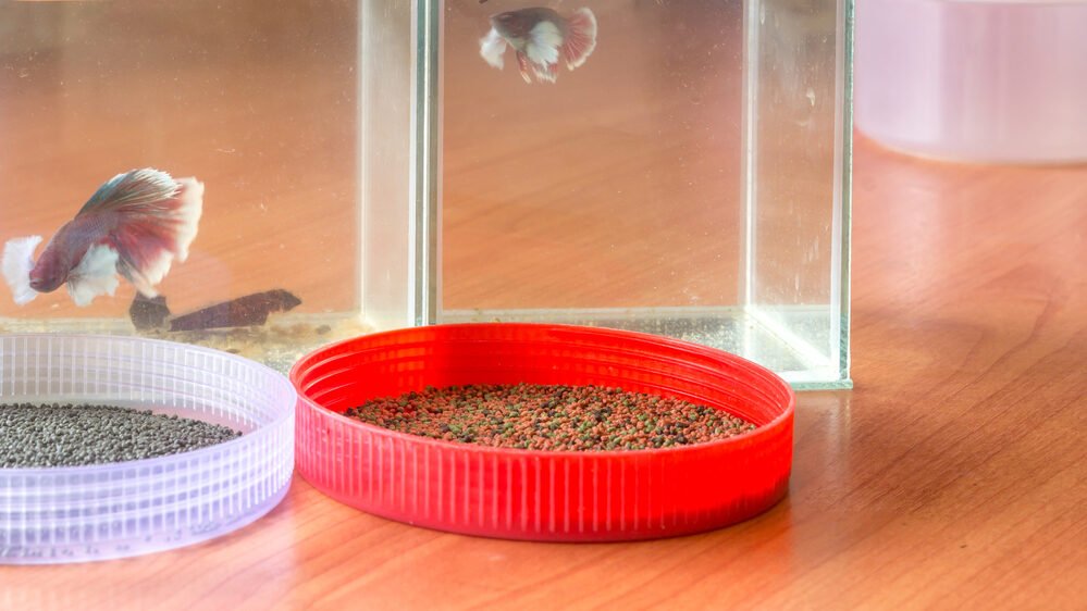 Where to buy betta fish food and how much it costs