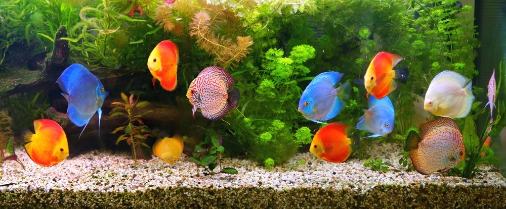 factors to consider before you jam pack your aquarium