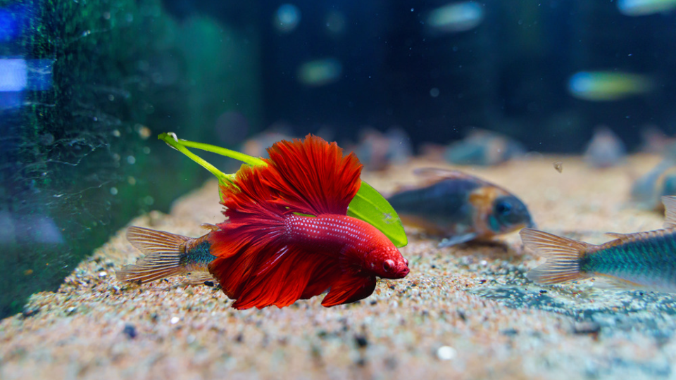 How to Not Kill Betta Fish and How to Make Bettas Live Longer