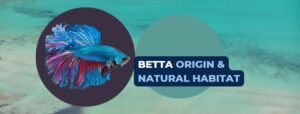 Where do Betta Fish Come From? (Origin & Natural Habitat)