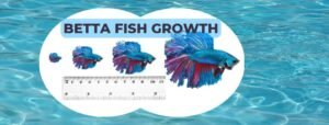 How Big Can Betta Fish Get? How Fast Do Bettas Grow & How To Grow Larger?