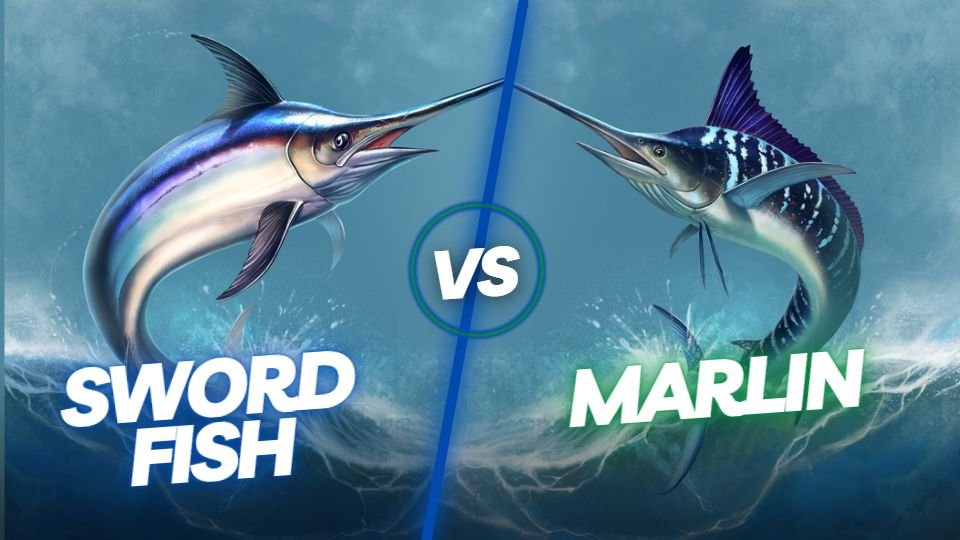 what is the difference between swordfish and marlin