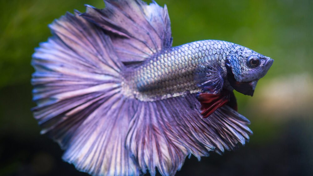 what is a betta siamese fighting fish
