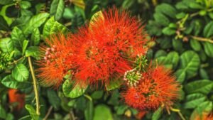 Hawaii Island Flower: Metrosideros polymorpha (ʻōhiʻa lehua)