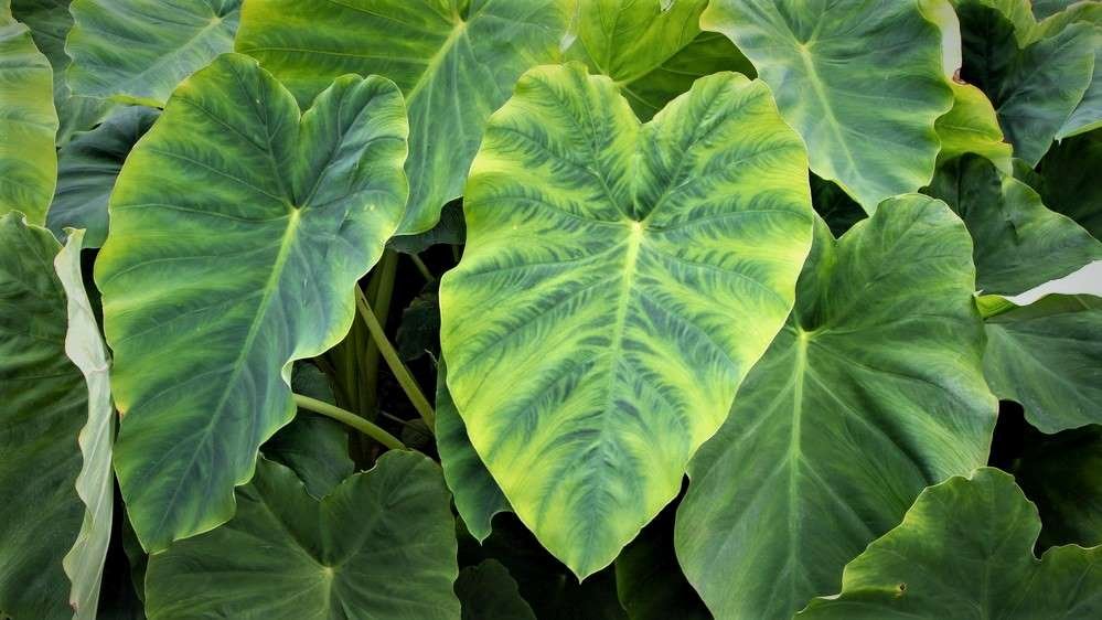 Hawaii State Plant Taro (Kalo) Habitat, History, Cultivation, Culinary uses