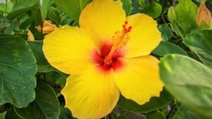Oahu Island Flower: Pua ilima (Sida fallax)