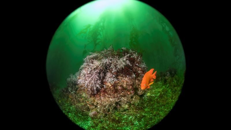 fisheye vision reef