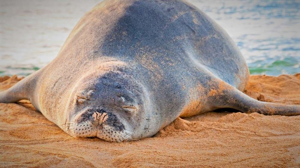 hawaii land mammal monk seal
