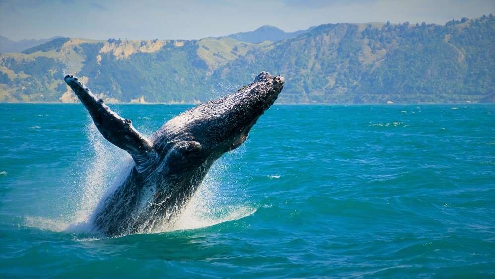 Best Time to See Whales in Hawaii Humpback Whale Watching Season
