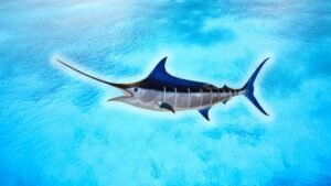 Pacific Blue Marlin Facts, habitat, fishing methods, species