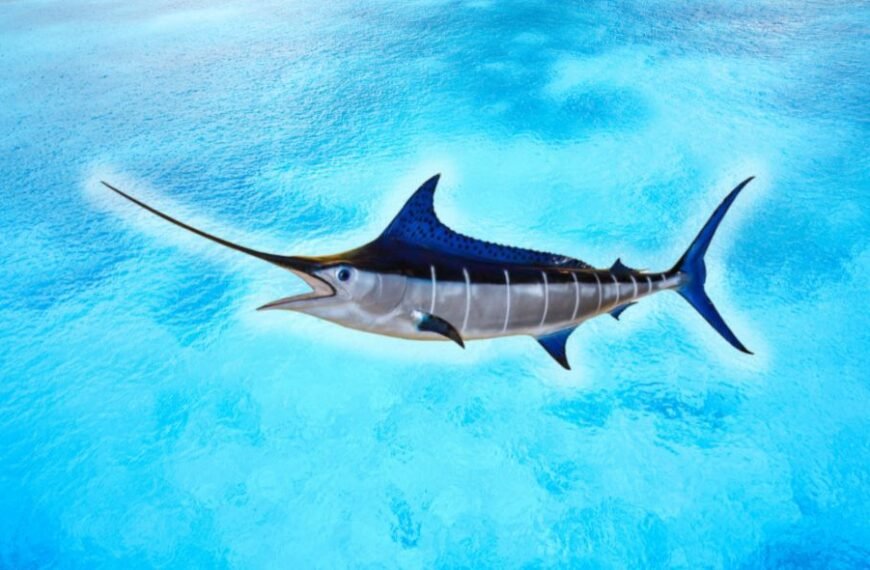 Pacific Blue Marlin: Facts, habitat, fishing methods, species