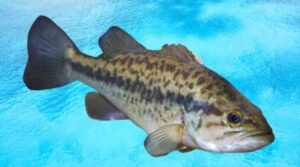 Bass Fish Species: Essential Facts, Habitats, and Fishing Tips