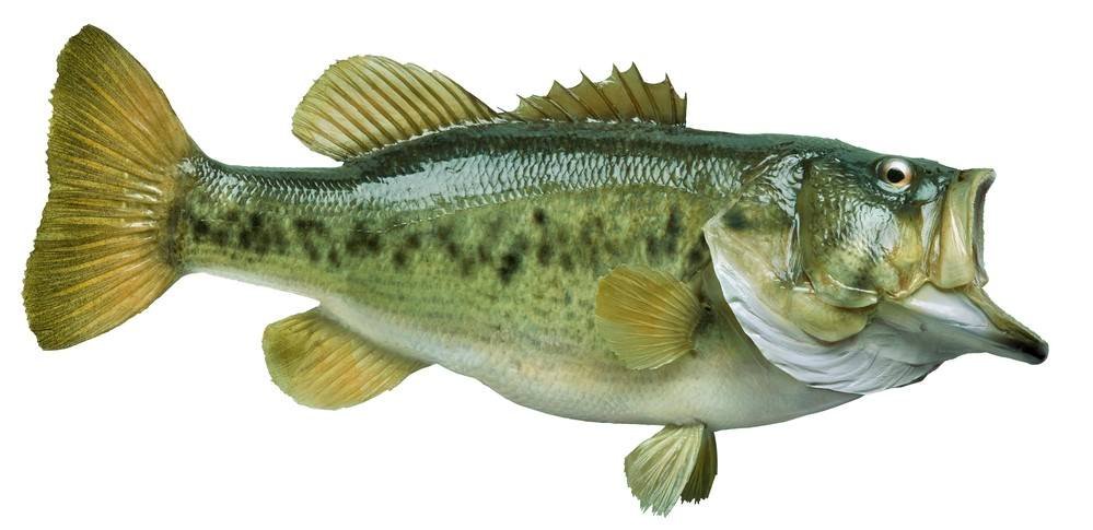 largemouth bass