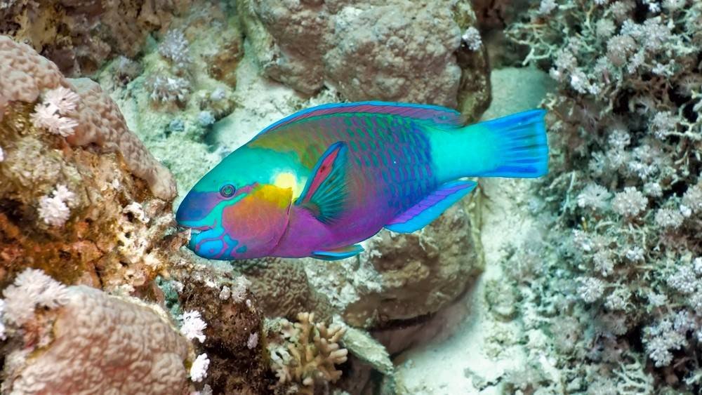 Hawaiian Parrotfish Uhu