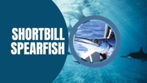 Shortbill Spearfish Fun Facts Traits Habitat Fishing tips
