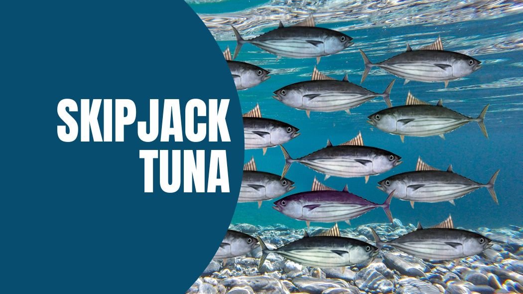 Skipjack Tuna Aku Fun Facts Behavior Diet Predators Fishing