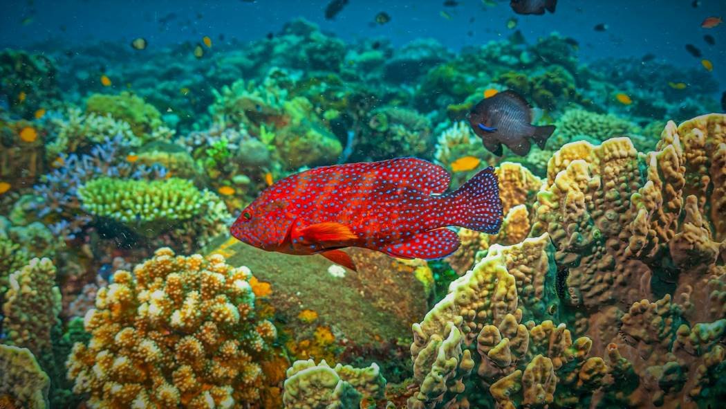 coral trout roi
