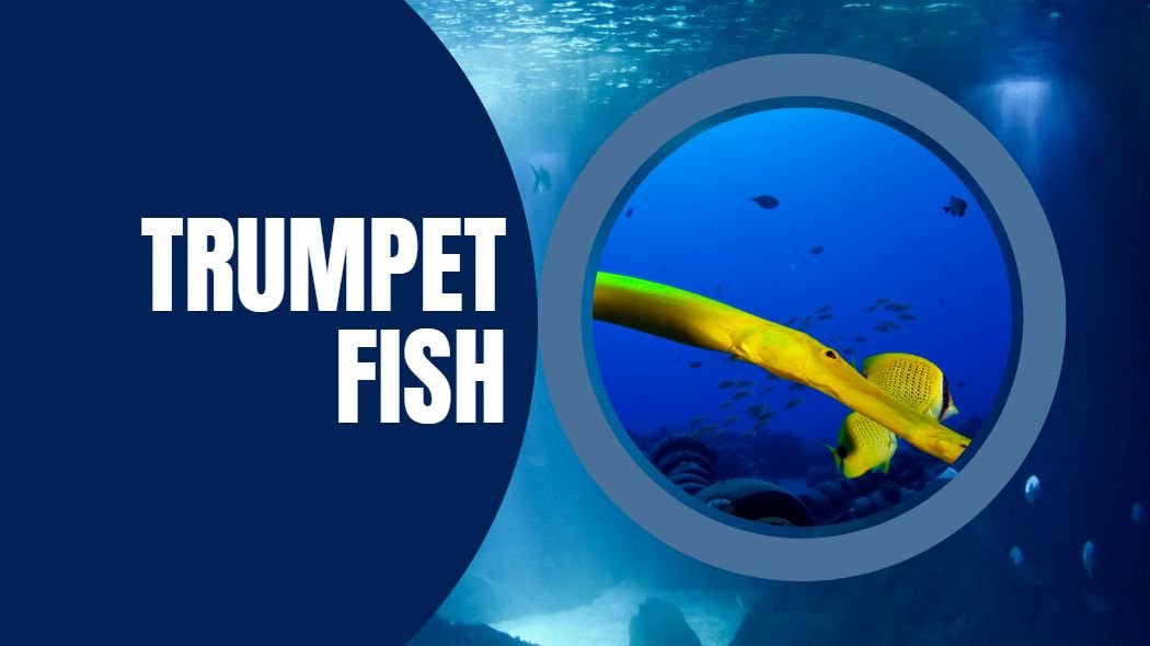 pacific trumpetfish nunu