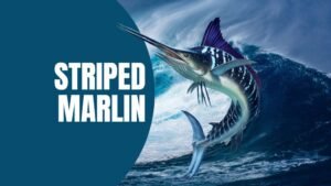 striped marlin