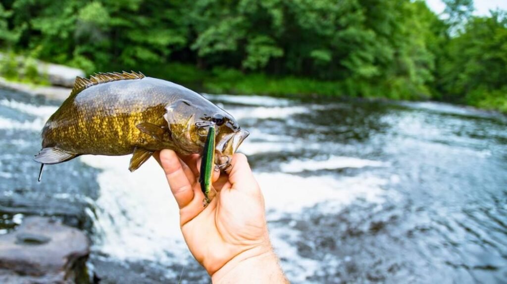 best lures for river fishing bass